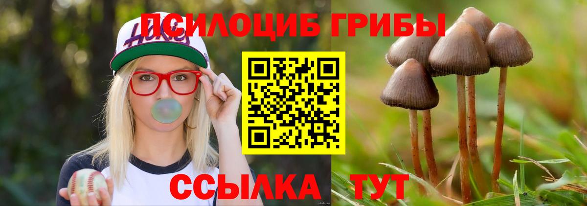 Псилоцибиновые грибы GOLDEN TEACHER  где продают   Родники  Псилоцибиновые грибы Psilocybine cubensis  Вход с VPN 